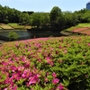 あつぎつつじの丘公園