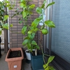 4年目を迎えた鉢植えレモンの収穫は2個（7月～翌年1月の収穫まで）
