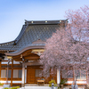 春の四季桜：黒部・西徳寺　