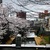 長岡 柿川の桜がまぁまぁ咲いてました！たまには街歩きもいいよ