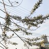 ギンヨウアカシア、ホントに咲くんだろうか？