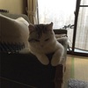 猫さんのポータブルケージ。