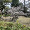 八代市松井神社の臥龍梅咲く