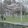 あちこちで桜が咲いてます　でも寒いです