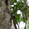 セアオマイコドリ(Blue-backed Manakin)