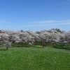 圧巻の、桜景色　『豊平川　桜の杜』　2024年4月29日まだ見ごろ。　