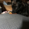 甲斐犬サンのお楽しみ♬(*⁰▿⁰*)♬