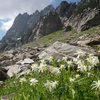 Wildflowers on the trail