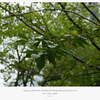 OLYMPUS OM-SYSTEM ZUIKO AUTO-W 35mm F2.8とNikon Ai Nikkor 35mm F2.8S