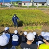 常盤小学校「なまず米」稲刈り体験