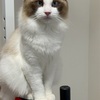 猫の腹腔内精巣。