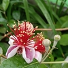 フェイジョアの花　