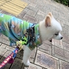 最近のお散歩事情🐾