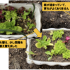 2階ベランダ 冬野菜 8【1F玄関→2Fベランダ→1F菜園】