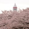 ロケットと桜 - 稲荷山公園コスモタワー