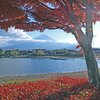 富士山と紅葉の見所 河口湖一周をサイクリングしょう!!