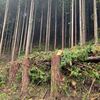 切り株から思う事。