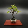 ■ハルニレ　Japanese Elm