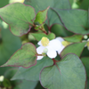 ドクダミの花開く　5月10日