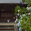 一言寺（金剛王院）のアジサイ