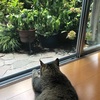 庭に白い子猫…ぶささんの孫なのかな？！