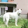 四国八十八ヶ所巡り 高野山参り①