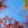 【福岡県太宰府市】竈門神社（かまどじんじゃ）に紅葉を見に行ったので写真を見てくれ