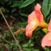 ノウゼンカズラの花が真っ盛り　冬が待ち遠しい　Nozenkazura flowers are in full bloom