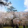  京都の桜 女一人旅 〜1日目 京都御苑編〜