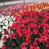 花花花！！なばなの里 イルミネーションを見に行ってきたー！