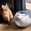 かわいい雨と雪の画像集！ふわふわにゃんこがお届け！　ふわふわにゃんこの雨と雪　第39弾