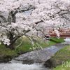【α6400写真散歩】福島・観音寺川の桜並木を撮影してきました📸撮り方のコツや逆光撮影までご紹介！