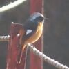 「ホーホケキョ」ウグイスの初鳴き