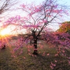 桜が夕日でライトアップされて、、、／都立代々木公園にて