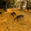 紅葉の奈良公園（大仏池前）