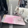 歯並びが語る10歳と13歳半の物語