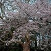 新宿御苑の桜２