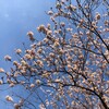 横浜・三ツ沢公園の桜吹雪のもとで「旅先ラジオ体操」