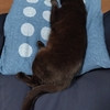 犬や猫は飼い主に似てくる？