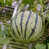 続々々・夏野菜