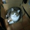 段ボールが大好きなポム