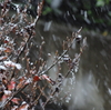 「雪」が降りました。