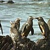 油まみれのペンギン、きれいになって自然へ戻る