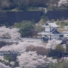 超望遠ズームレンズで桜撮りました「卯辰山」