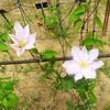 富山県中央植物園を巡る ⑩（富山県富山市）