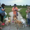 多摩川に集まる犬の仲間たち