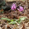 おいしい植菌の会(今年採用した新しい手法の備忘録)