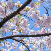 八重桜