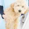 トイプードルのソラちゃん
