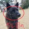 甲斐犬サンのチャレンジ❗️の巻〜決戦の日は日曜日〜♬(´-ω-`)マァホドホドニ。